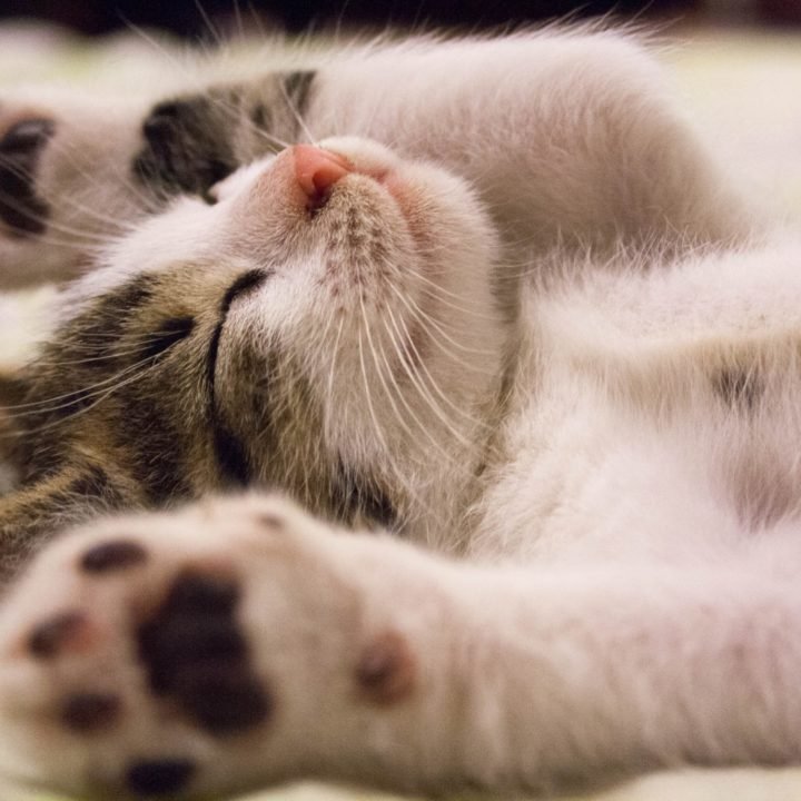 Schlafen wie eine Katze