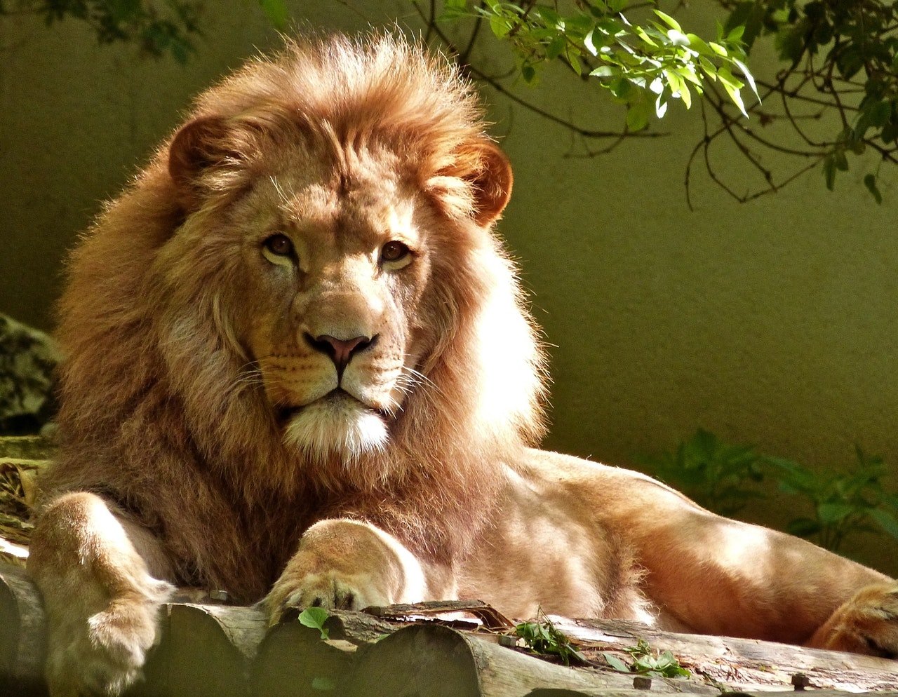Löwe Beispiel