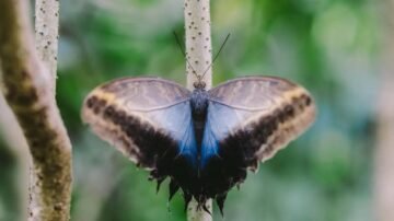 A blue butterfly rests on a thin branch