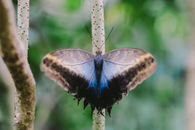 A blue butterfly rests on a thin branch
